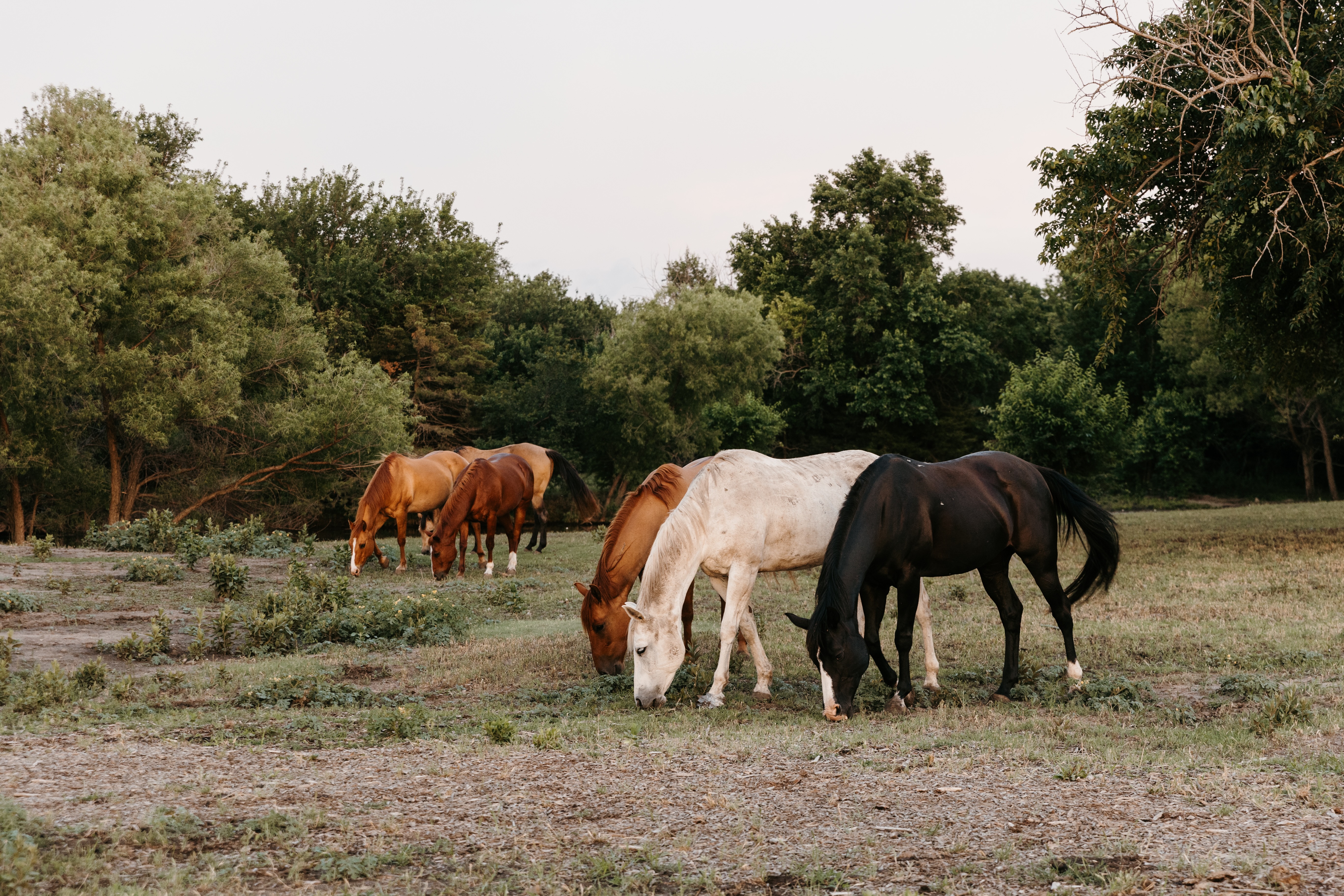 Horses grazing at Diamond Springs Ranch