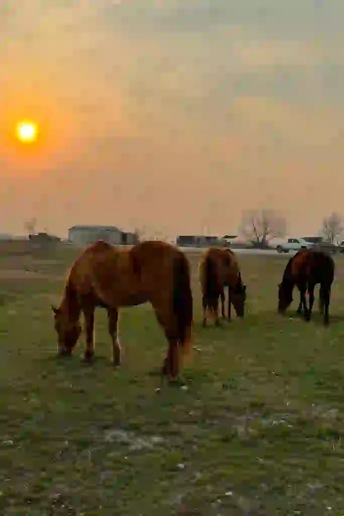 Diamond Springs Ranch Wichita KS
